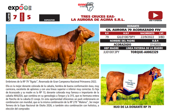 Lote LOTE 7