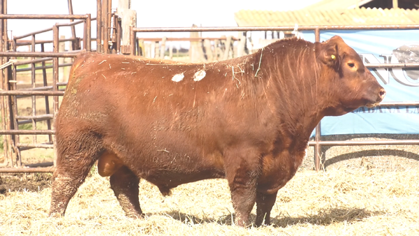 Lote TOROS ANGUS  PP
