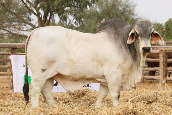 Lote LOTE 16