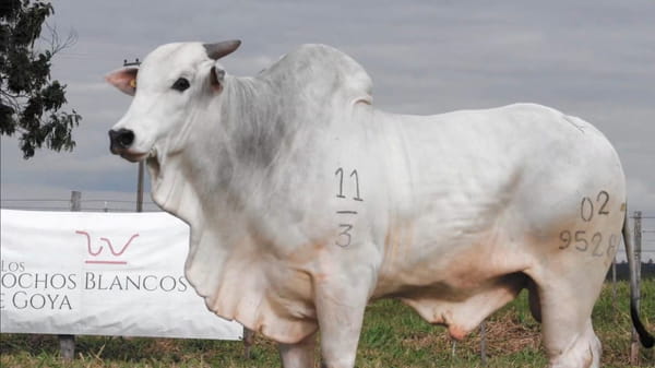 Lote LOTE 83