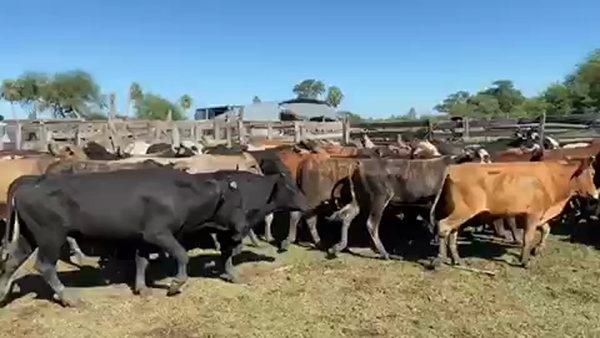 Lote 170 Novillitos en Pto. Eva Perón, Chaco