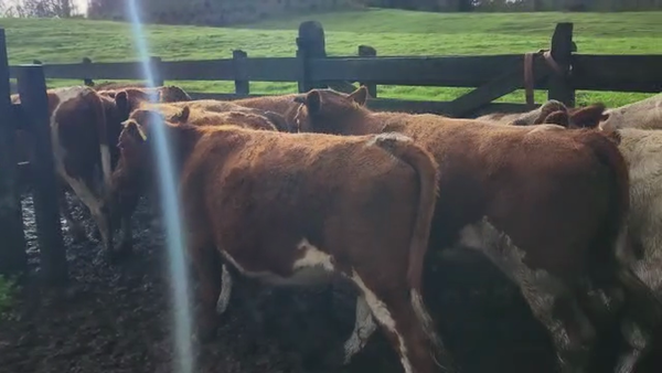 Lote 25 Novillo Engorda en Los Lagos, XIV Región Los Ríos