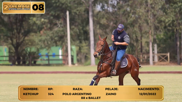 Lote LOTE 8