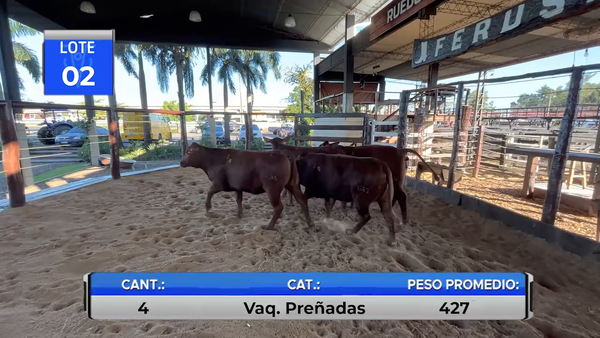 Lote VAQUILLAS BRANGUS PREÑADAS -LOTE 2
