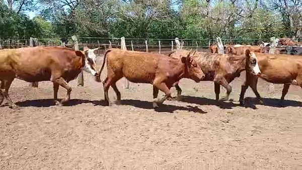Lote 90 Vaquillonas en La Cruz, Corrientes