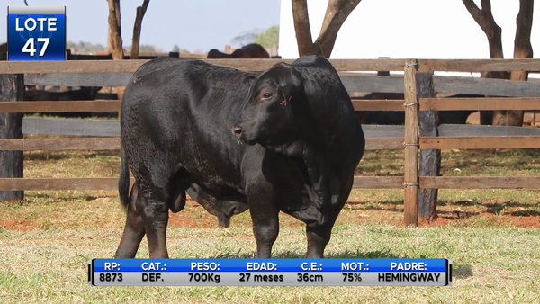 Lote TOROS BRANGUS  -LOTE 47
