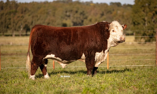 Lote Toro Puro de Pedigree