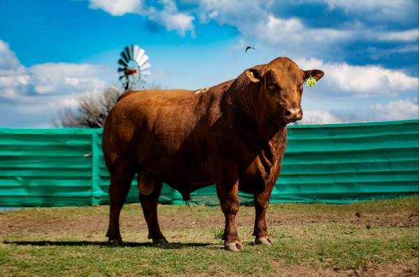 Lote Toros