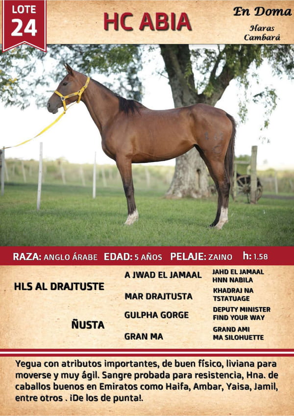 Lote HC ABIA