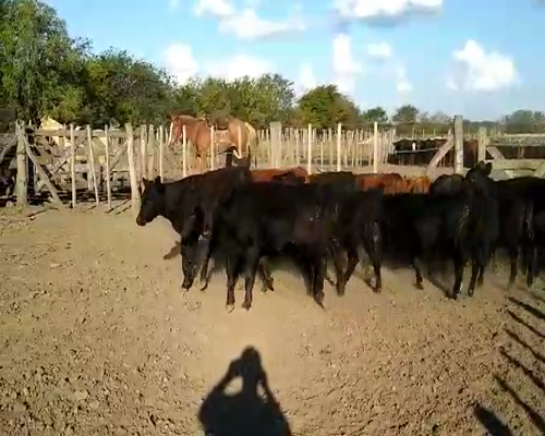 Lote 20 Terneros/as en San Andrés de Giles, Buenos Aires