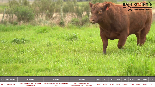 Lote ABERDEEN ANGUS PI