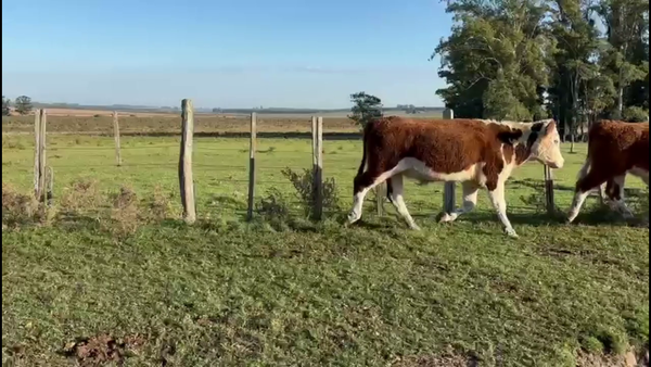 Lote NOVILLOS 2 A 3 AÑOS