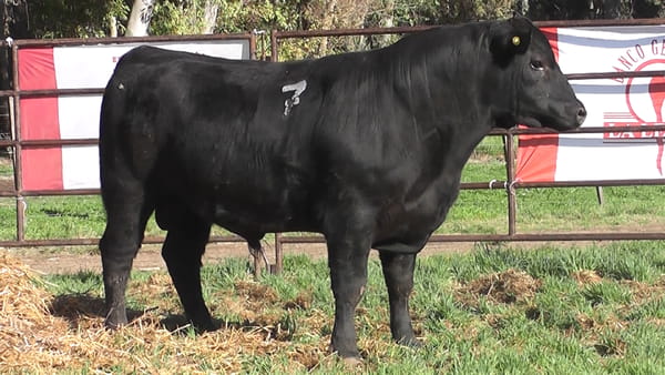 Lote ANGUS PURO CONTROLADO