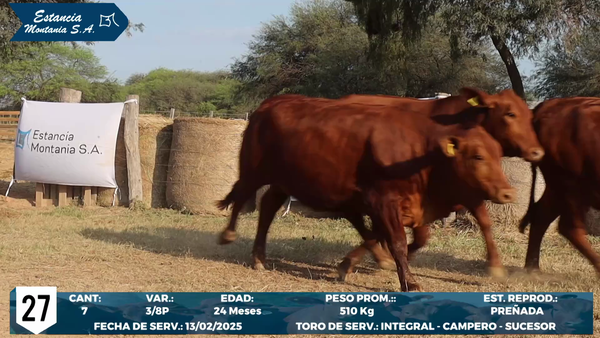 Lote LOTE 27