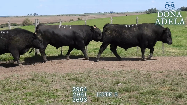 Lote TOROS ABERDEEN ANGUS