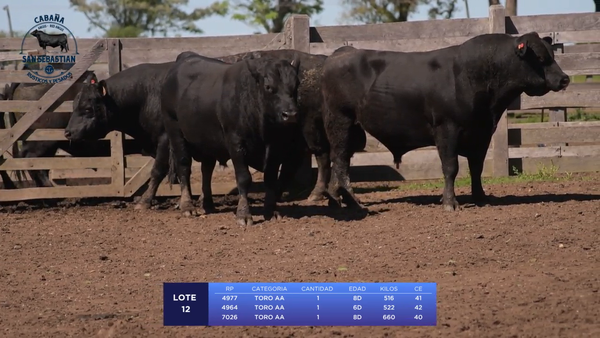 Lote Lote 12 - San Sebastian