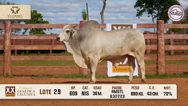 Lote Lote 29