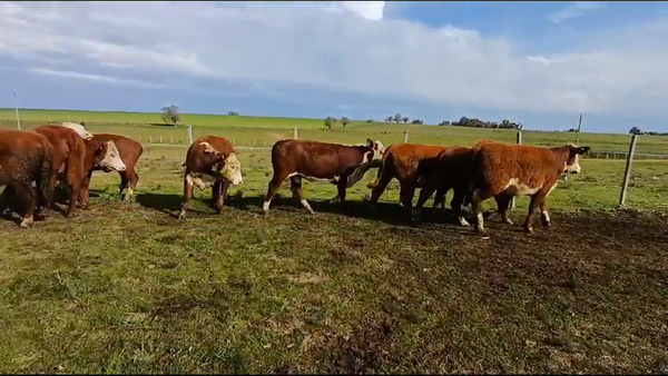 Lote (Vendido)8 Vaquillonas 1 a 2 años HE/ BD 300kg -  en CUCHILLA DEL PERDIDO