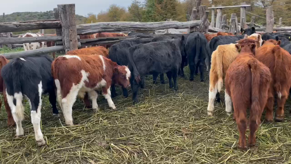 Lote 30 Ternero en Coyhaique, XI Región Aysén