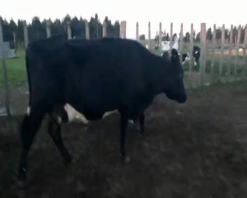 Lote Vacas de Invernada CRUZA 480kg - , San José