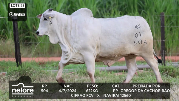 Lote LOTE 23