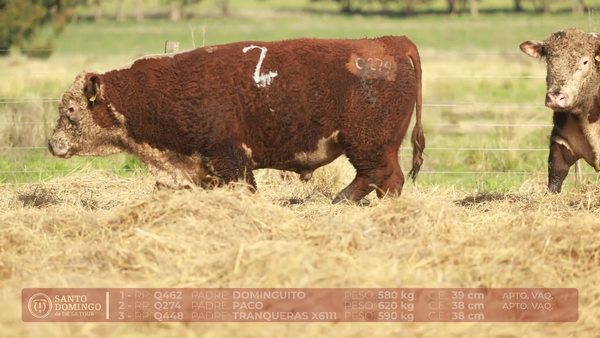 Lote ORDEN 26 TOROS DE LOTES