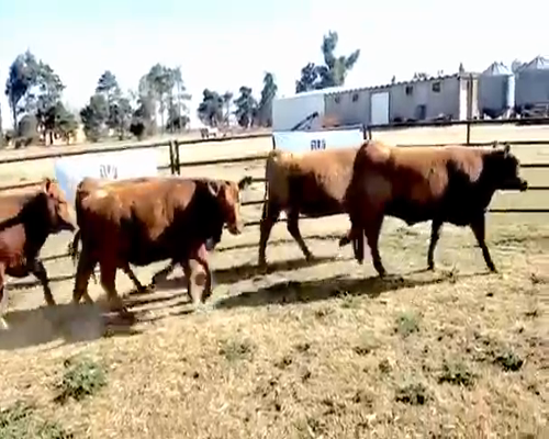 Lote 6 Vaquillonas PC preñadas en Viamonte, Córdoba