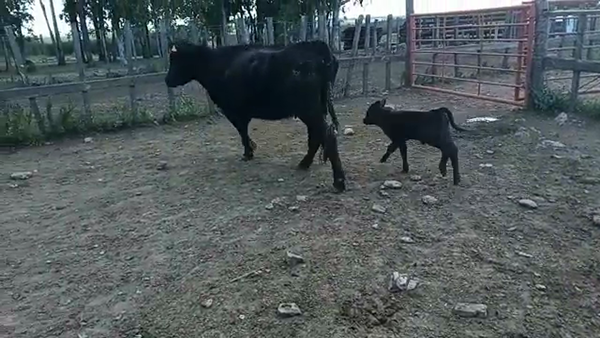 Lote 2 Piezas de cría ANGUS 400kg - , San José