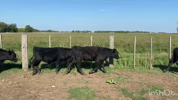 Lote 34 Terneros en Gral. Belgrano, Buenos Aires