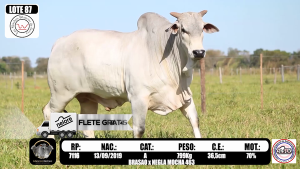 Lote LOTE 87 -  RP 7116