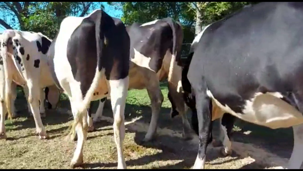 Lote Vaquillonas Preñadas - Jorge karlen