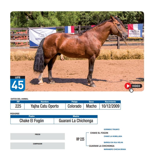Lote Yajha Catu Oporto