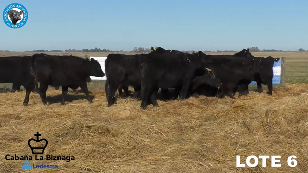 Lote 15 VAQUILLONAS ANGUS MAS