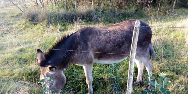 Lote 1 Burro para majada
