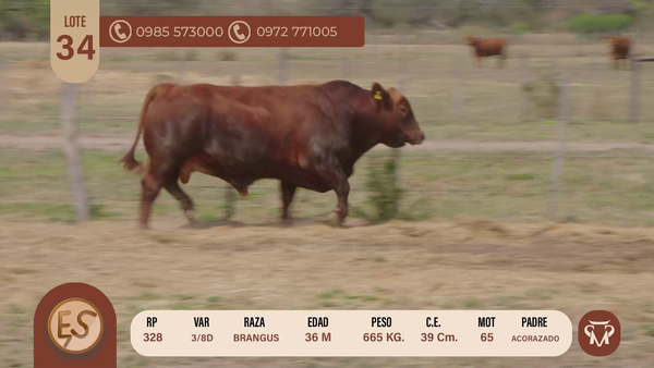 Lote TOROS BRANGUS 36 MESES