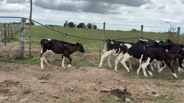 Lote TERNEROS Y TERNERAS