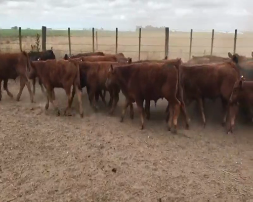 Lote 55 Terneros en Espartillar, Buenos Aires