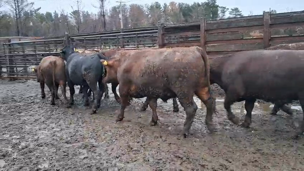 Lote 20 Novillo Gordo en Los Ángeles, VIII Región Biobío