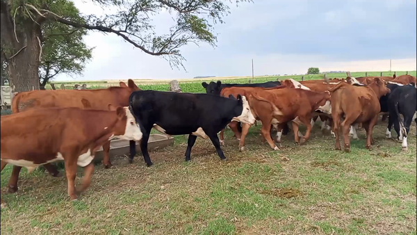 Lote 20 Novillitos en Buenos Aires, Salazar