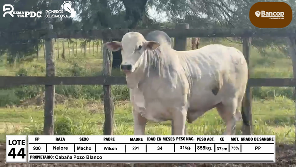 Lote Lote 44
