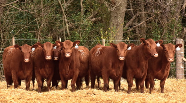 Lote VAQUILLONAS ANGUS PC OTOÑO