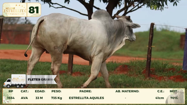 Lote LOTE 81