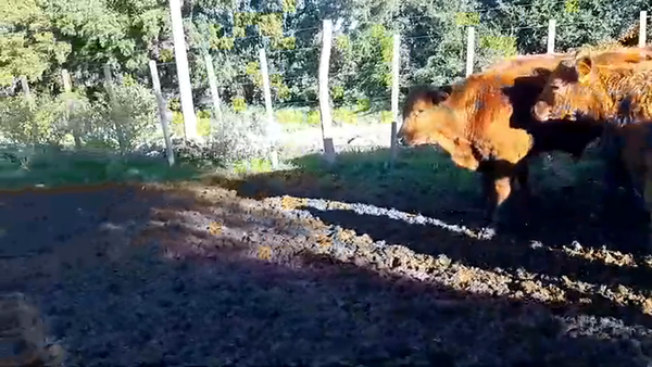 Lote 29 Terneros ANGUS - LIMOUSIN - CARETAS 220kg -  en RADIAL JUAN LACAZE