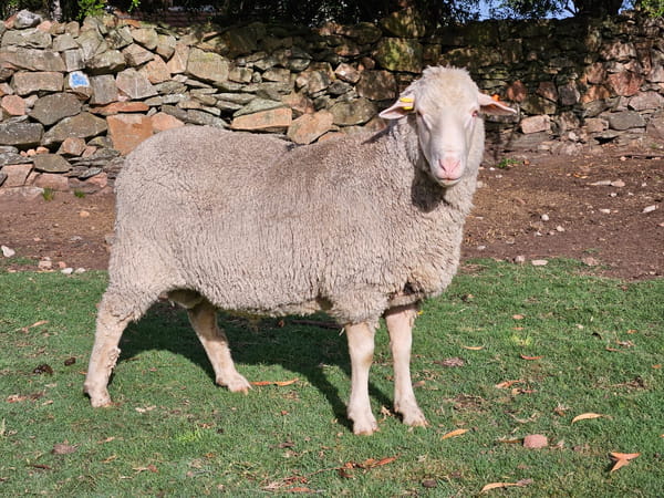 Lote (Vendido)Carneros, Lavalleja