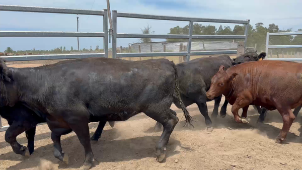 Lote 35 Vaquillonas 1 a 2 años en Sauce, Canelones