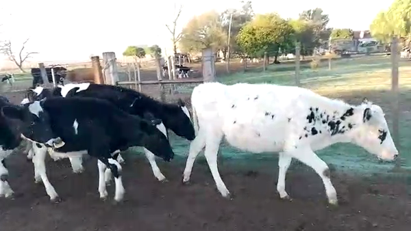 Lote 7 Terneros Holando