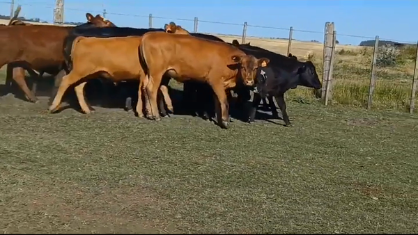 Lote (Vendido)17 Terneros ANGUS-ANGUS/ HEREFORD 235kg -  en RUTA 106