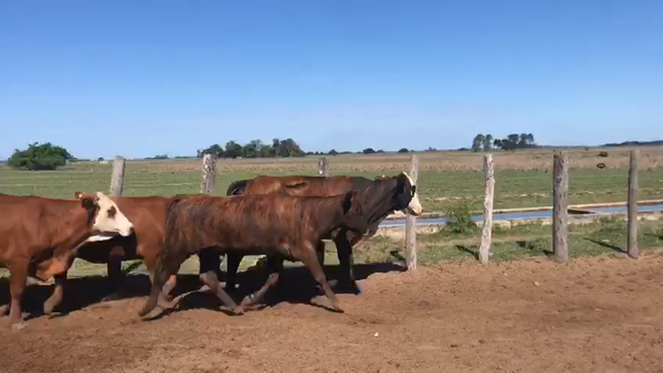 Lote 126 Vacas de invernar en Esquina, Corrientes