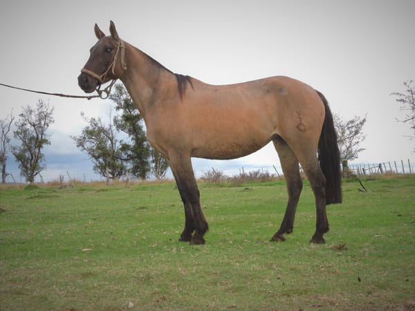 Lote RIFA EL TACUARAL - R.P. 329