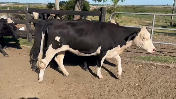 Lote 18 Vaquillonas  Cruza Angus en Camino Guaycuru